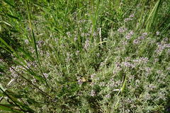 Thymus tauricus