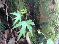 Begonia philodendroides