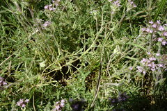 Thymus tauricus