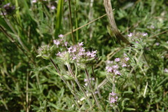 Thymus tauricus
