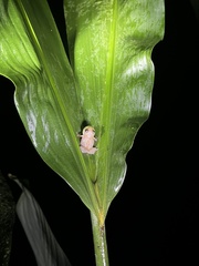 Diasporus