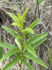 Lysimachia davurica