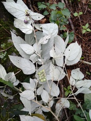 Solanum schlechtendalianum