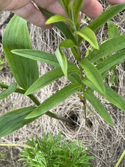 Lysimachia davurica