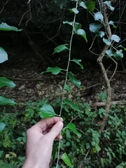 Gymnanthemum capense