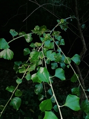 Gymnanthemum capense