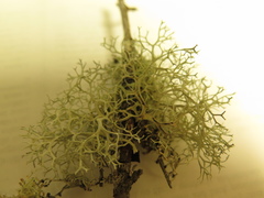 Pseudevernia cladonia