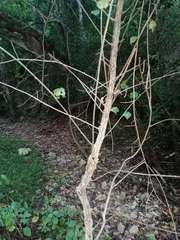 Gymnanthemum capense