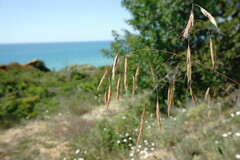 Bromus cappadocicus