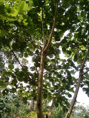 Heliocarpus donnellsmithii