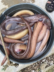 Synbranchus marmoratus