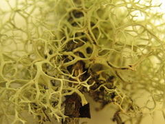 Pseudevernia cladonia