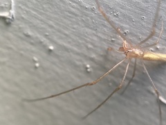 Tetragnatha