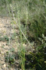 Poa sterilis