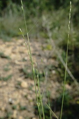 Poa sterilis