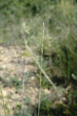 Poa sterilis