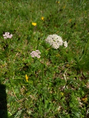 Mutellina purpurea