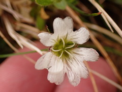 Cerastium nigrescens arcticum