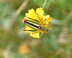 Poecilimon macedonicus