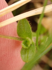 Cerastium nigrescens arcticum