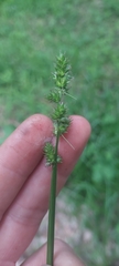 Carex conjuncta