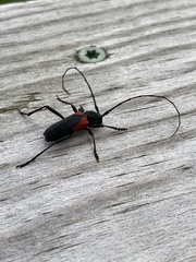 Purpuricenus humeralis