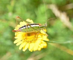 Poecilimon macedonicus