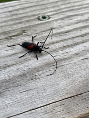 Purpuricenus humeralis