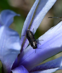 Anthaxiini