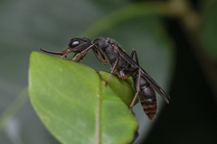 Harpegnathos venator