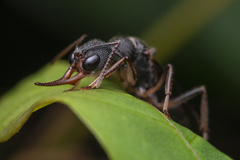 Harpegnathos venator