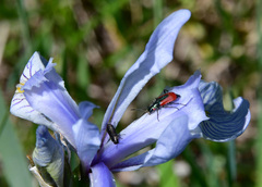Anthaxiini