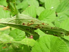 Puccinia pulverulenta