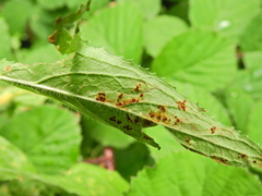 Puccinia pulverulenta
