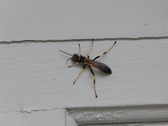 Sceliphron caementarium