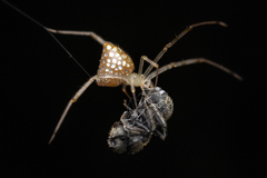 Thwaitesia margaritifera