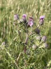 Cirsium arvense