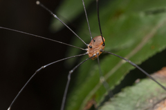 Pseudogagrella splendens