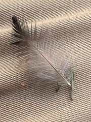 Aves