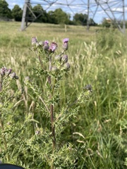 Cirsium arvense