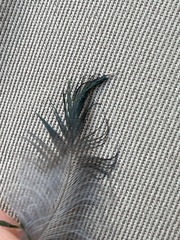 Aves