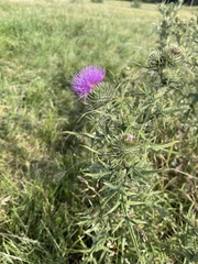 Cirsium arvense