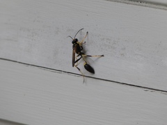 Sceliphron caementarium