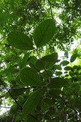 Bunchosia breedlovei