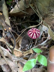 Marasmius tageticolor
