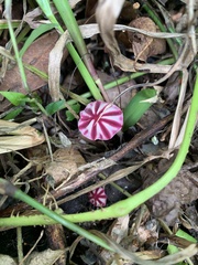 Marasmius tageticolor