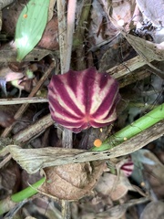 Marasmius tageticolor