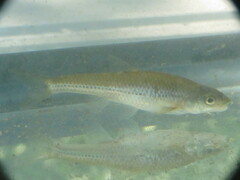 Notropis stramineus