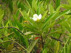 Gordonia