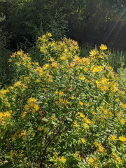 Hypericum hircinum majus